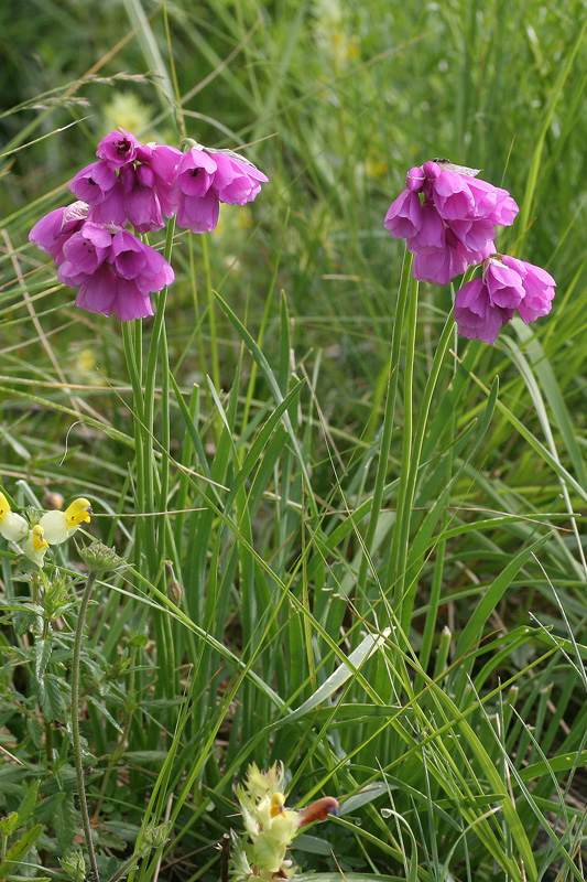 Allium narcissiflorum / Aglio piemontese